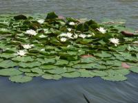 gal/Luby/Castles and churches/_thb_p7049726.jpg